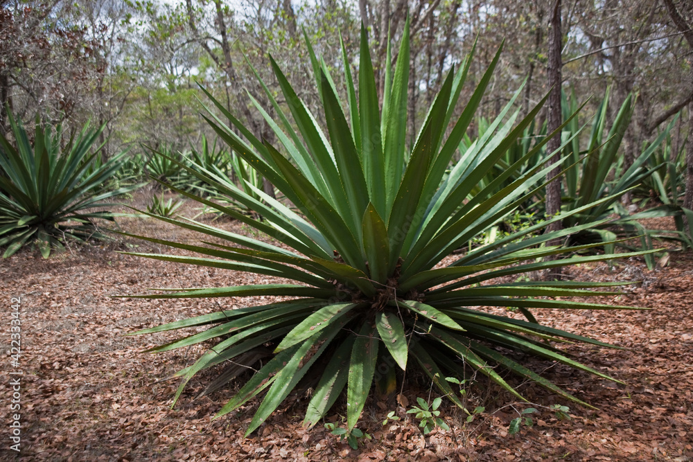 Agave plants in the forest in Nicaragua Agave plants in the forest in Nicaragua