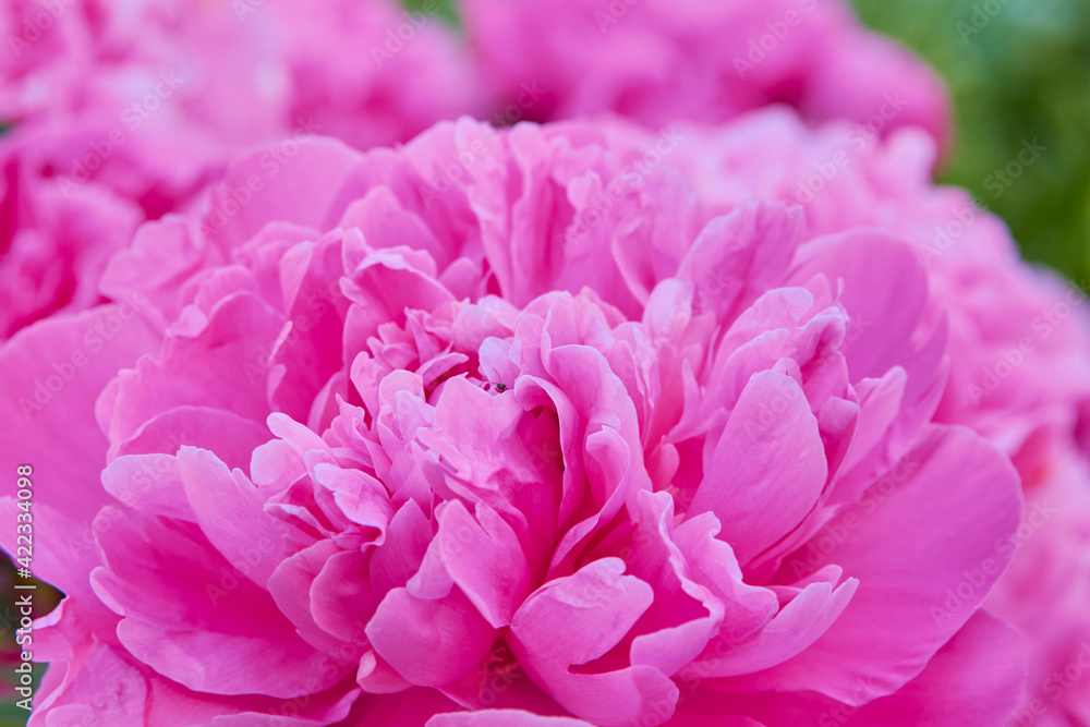 petals of peony flowers close up,pink peony flower background that bloomed in summer
