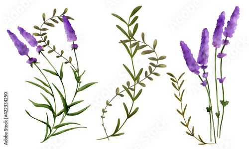 Lavendel mit Gr  serdekoration in Aquarell 
