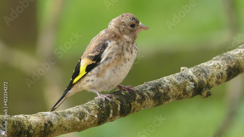 Goldfinch Juvenile on a branch in woods