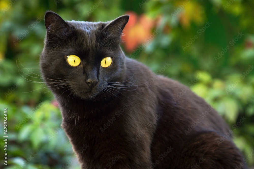 Beautiful cute black cat portrait with big round yellow eyes close up, outdoors in nature on green leaves background, bokeh