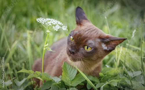Burman Kitty