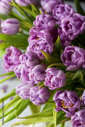 bouquet of spring purple tulips in the sunlight