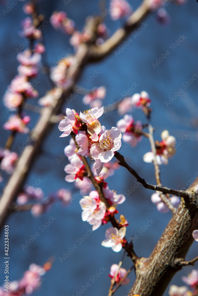 Apricot tree branches in blossom Apricot tree branches in blossom