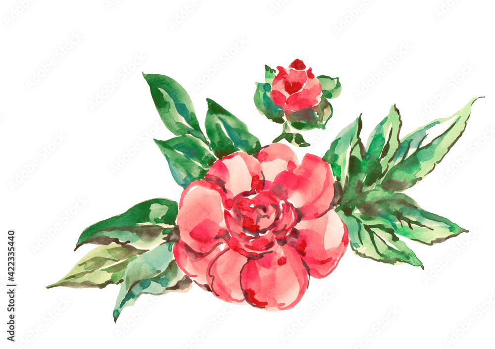 Watercolor flowers rose on white background. Illustration for decor.