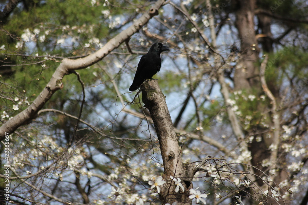 crow on a tree crow on a tree