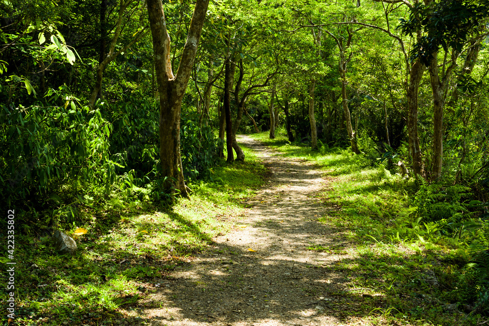 The trail through the green forest in the mountain of Pingtung, Taiwan. The trail through the green forest in the mountain of Pingtung, Taiwan.