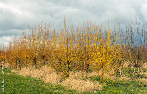 Cornus Stolonifera Flaviramea shrubs with yellow colored branches in a row in a Dutch tree nursery. It is a cloudy day at the beginning of spring and the branches of the shrubs are still leafless. photo