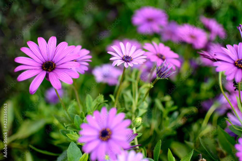 Obraz premium flor de margaritas moradas en jardin