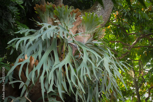 Staghorn Ferns or Elkhorn Ferns, Platycerium bifurcatum