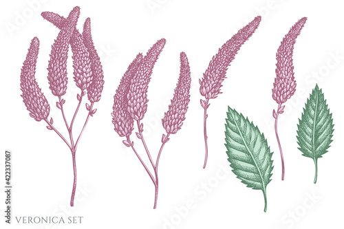Vector set of hand drawn pastel veronica