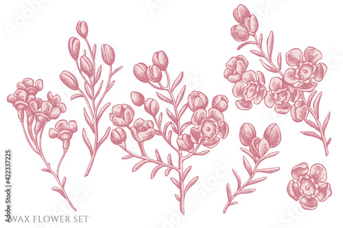 Vector set of hand drawn pastel wax flower