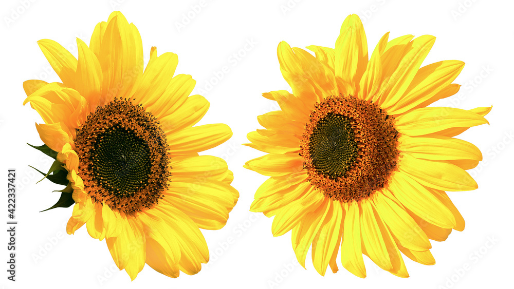 Beautiful two yellow Sunflowers head isolated on white background closeup. Top view. Copy space Beautiful two yellow Sunflowers head isolated on white background closeup. Top view. Copy space