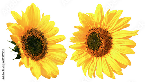 Beautiful two yellow Sunflowers head isolated on white background closeup. To...