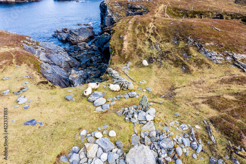 Sheep at the coastline at Dawros in County Donegal - Ireland photo