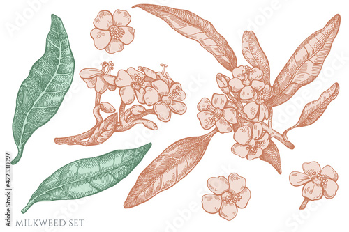 Vector set of hand drawn pastel milkweed