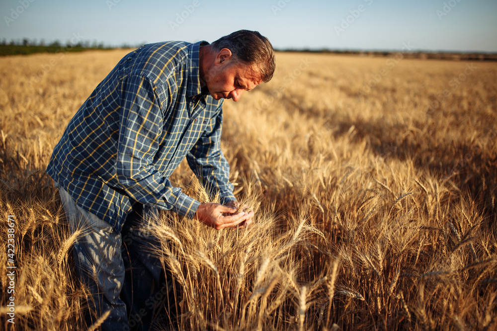 A man farmer examines the quality of the new crop of grains in the middle of the wheat field. Male standing around golden ears of wheat on a sunny day. Yellow spikelets of wheat. A man farmer examines the quality of the new crop of grains in the middle of the wheat field. Male standing around golden ears of wheat on a sunny day. Yellow spikelets of wheat.