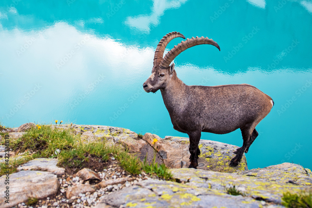 Beautiful carefree landscape with mountain goat near Emerald Lake in the French Alps near the Lac Blanc massif