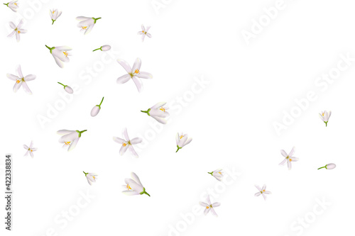 Realistic orange flowering branch,neroli flowers.Labels of Cosmetic Skin Care Product Design . Vector illustration.