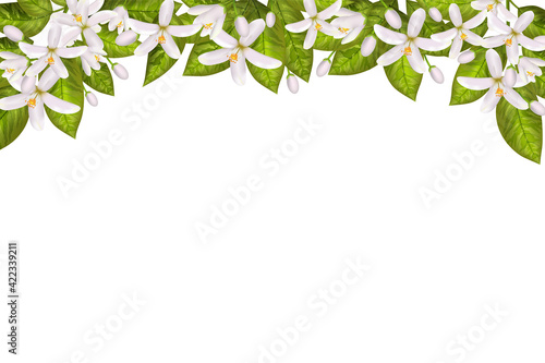 Realistic orange flowering branch,neroli flowers.Labels of Cosmetic Skin Care Product Design . Vector illustration.