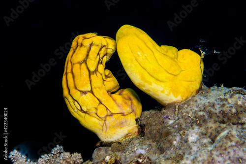 Yellow sea squirt on a coral reef. photo