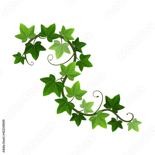 Green climbing ivy creeper branch isolated on white background. Hedera vine botanical design element. Vector illustration of hanging or wall climbing ivy plant
