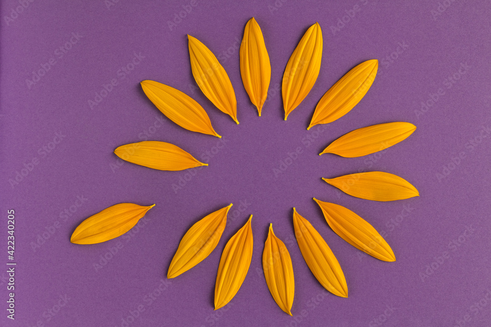 Yellow sunflower petals arranged in circle isolated on purple background. One flower petal separated from circular shape. Spring or summer banner background. Top view creative layout.