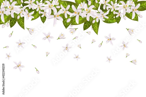 Realistic orange flowering branch,neroli flowers.Labels of Cosmetic Skin Care Product Design . Vector illustration.