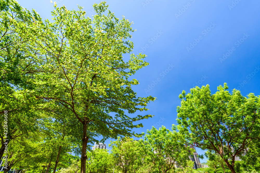 low angle view of green trees with the blue sky background low angle view of green trees with the blue sky background