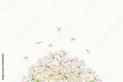 Realistic orange flowering branch,neroli flowers.Labels of Cosmetic Skin Care Product Design . Vector illustration.