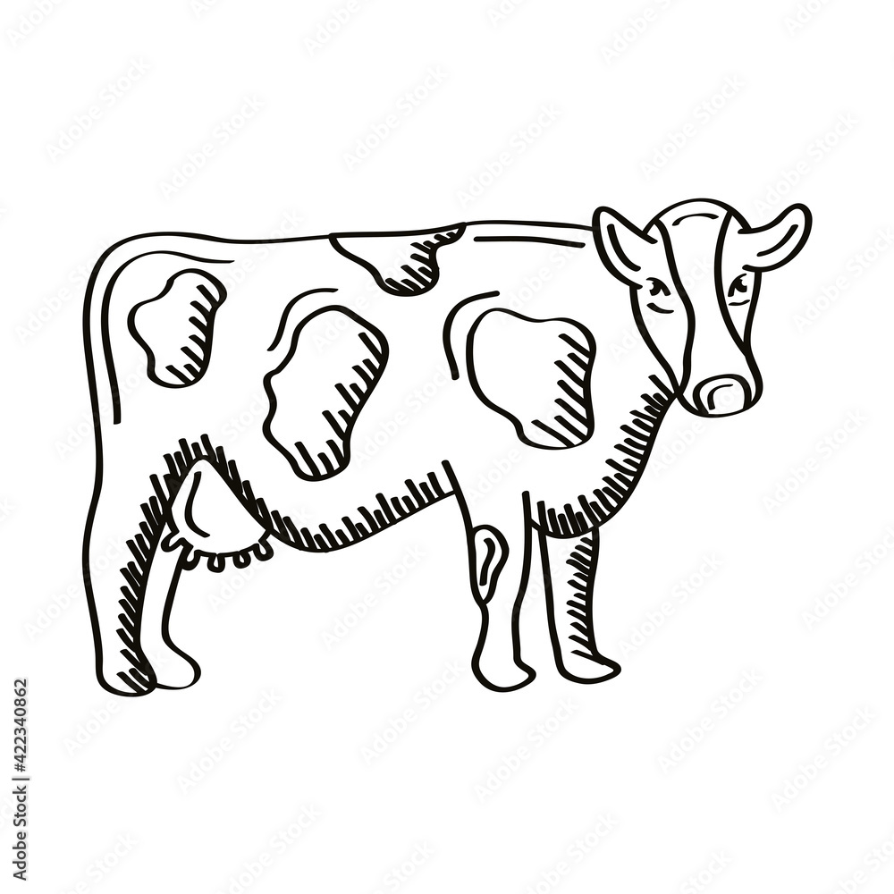 Fototapeta premium cow animal farm