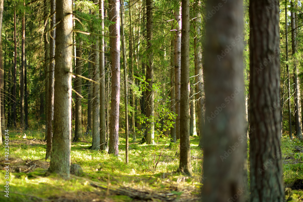 Beautiful mixed pine and deciduous forest, Lithuania