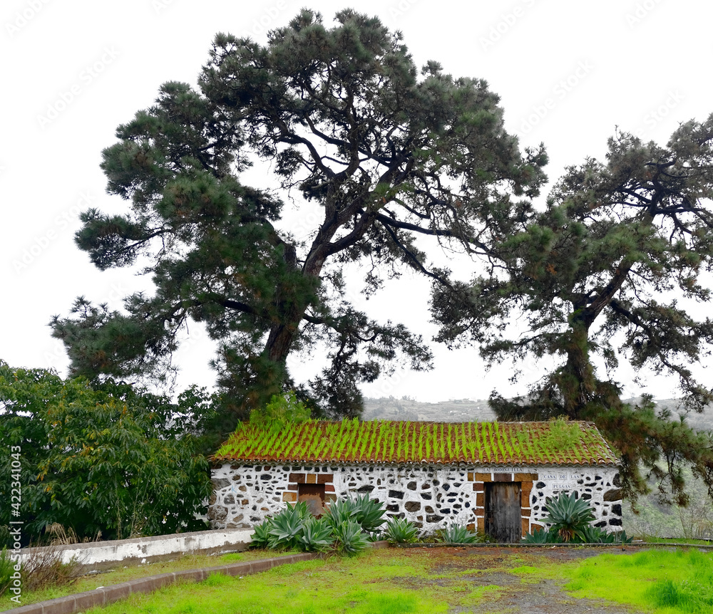 Small low stone building (a wine cellar) with whitened walls and red tiled roof, under old pine trees.