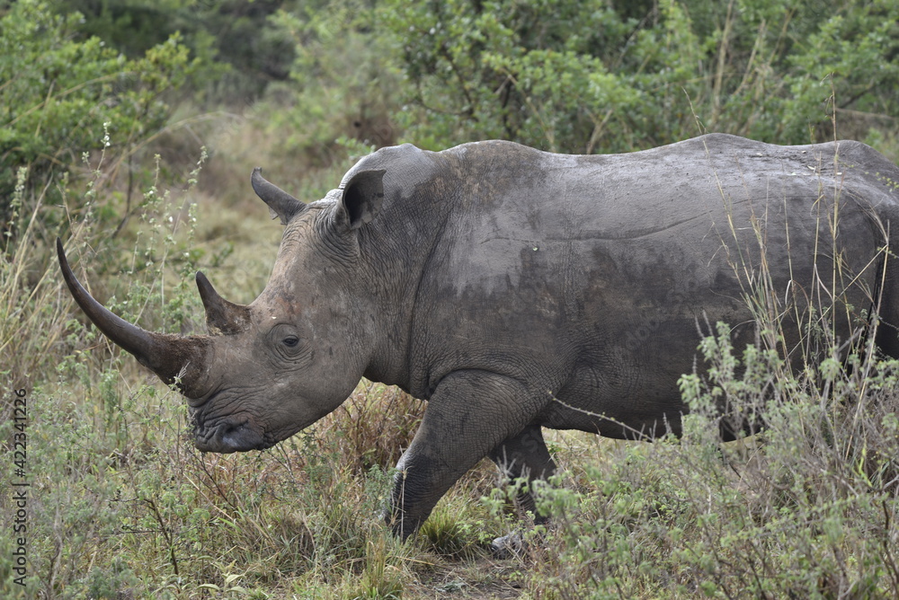 Rhino Rhino