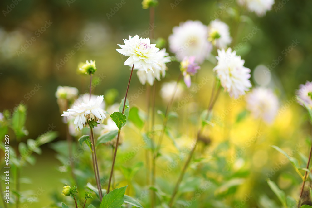 Purple, pink and white dahlia flowers on a blurred green background. Summer season. Purple, pink and white dahlia flowers on a blurred green background. Summer season.