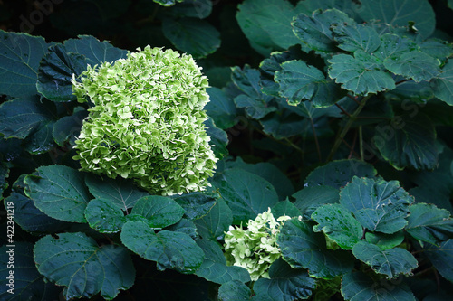 Hydrangea hedge with small green flowers with dark leaves photo