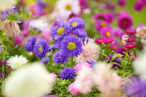 Purple, pink and white aster flowers on a blurred green background. Summer season.