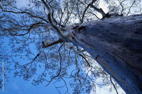 vista desde abajo de un árbol eucalipto húmedo donde se refleja el color azul del cielo