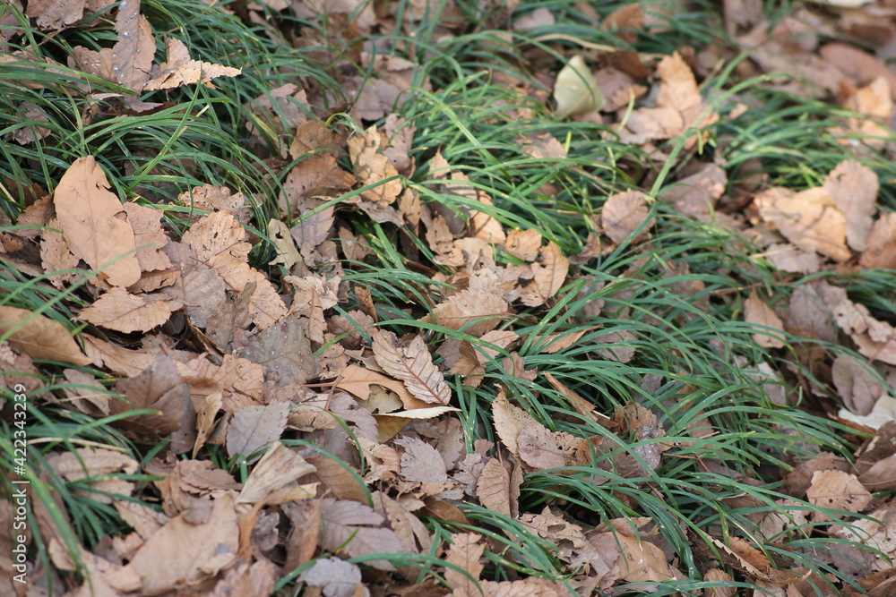dry leaf in the grass dry leaf in the grass