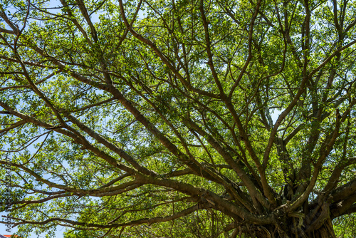 Low-angle view of a lush banyan tree and green leaves as a background