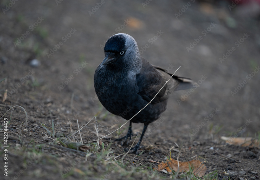 Fototapeta premium Curious Magpielooking for food. Detail on bird