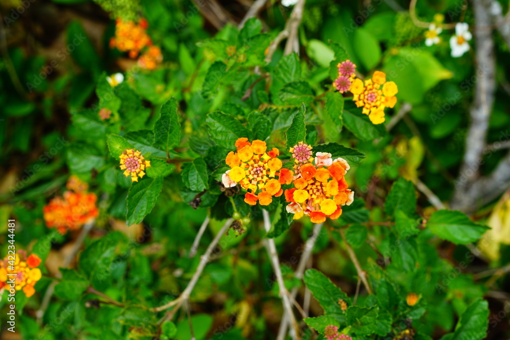 yellow lantana camara flower and green leaf yellow lantana camara flower and green leaf