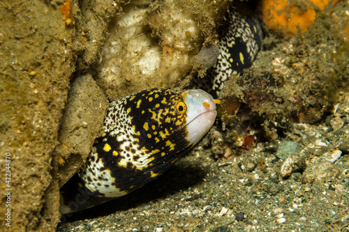 snowflake moray eel in a coral reef