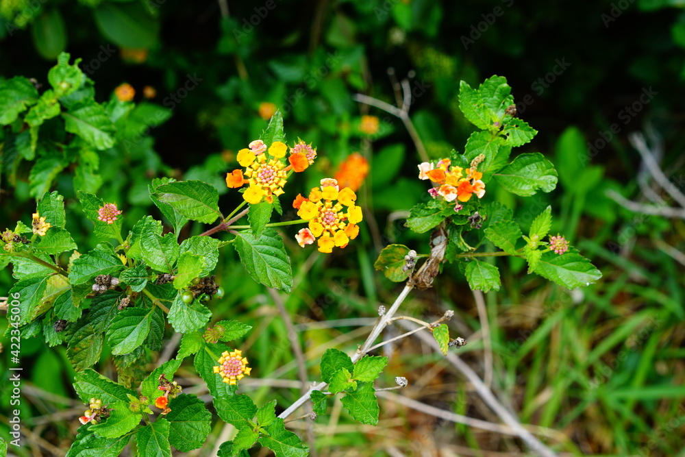 yellow lantana camara flower and green leaf yellow lantana camara flower and green leaf