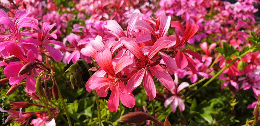 Panorama of pink flowers of pelargonium graveolens or geranium robertianum. Panorama of pink flowers of pelargonium graveolens or geranium robertianum.