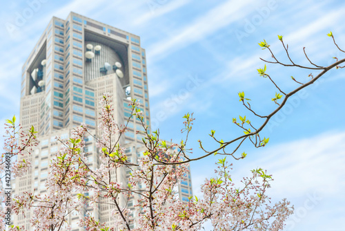 Yoshino cherry blossoms branch overlooked by the tower of the Tokyo Metropolitan Government Building during the hanami festival of blossoming season at spring in Shinjuku. photo