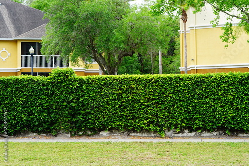 Green Ivy wall of a Florida community 