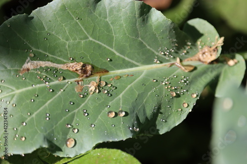 Polluted Water droplets from acid rain collected over the big green leaf of the forest tree leaves.