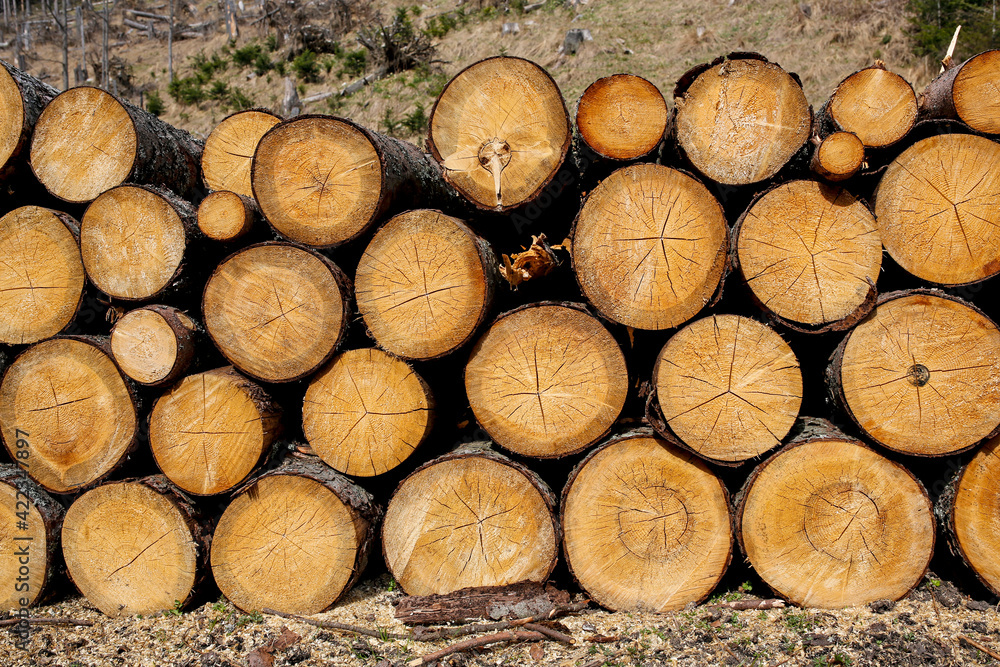 pile of wood logs stumps for winter