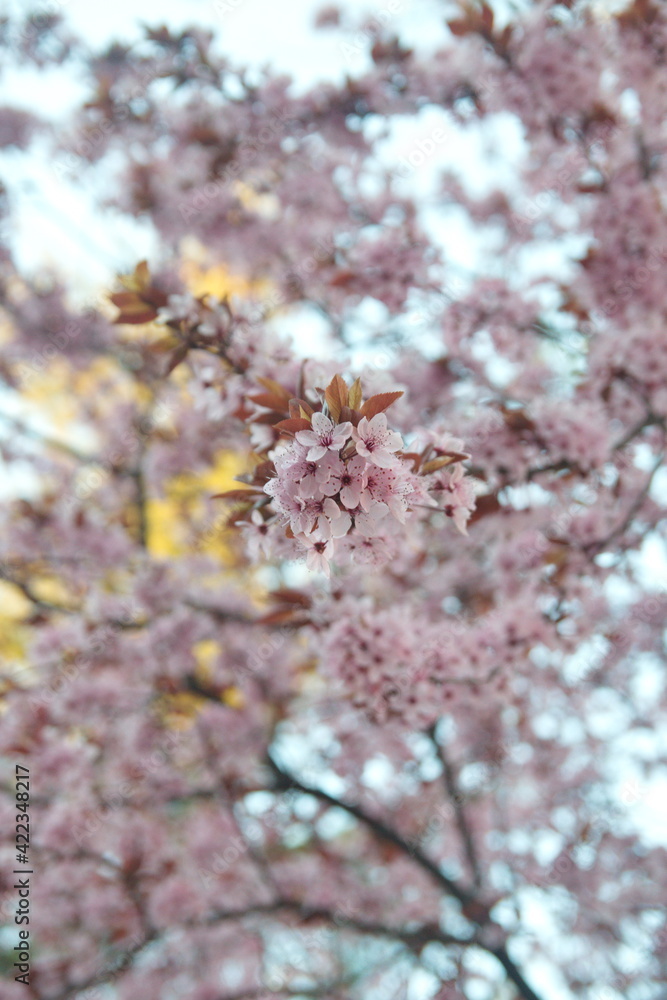 Blossom of Cherry Prunus serrulata, Prunus cerasifera var. pissardii, Black Cherry Plum, Purple Leaf Plum Blossom of Cherry Prunus serrulata, Prunus cerasifera var. pissardii, Black Cherry Plum, Purple Leaf Plum